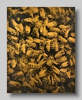 Robert_Stivers_Bees_Brown