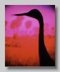 Robert_Stivers_Crane_2