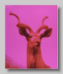 Robert_Stivers_elk