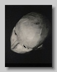 Robert_Stivers_head
