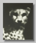 Robert_Stivers_leopard